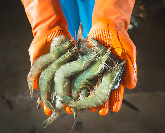 528x425_SHRIMP_-_CONTACT_US