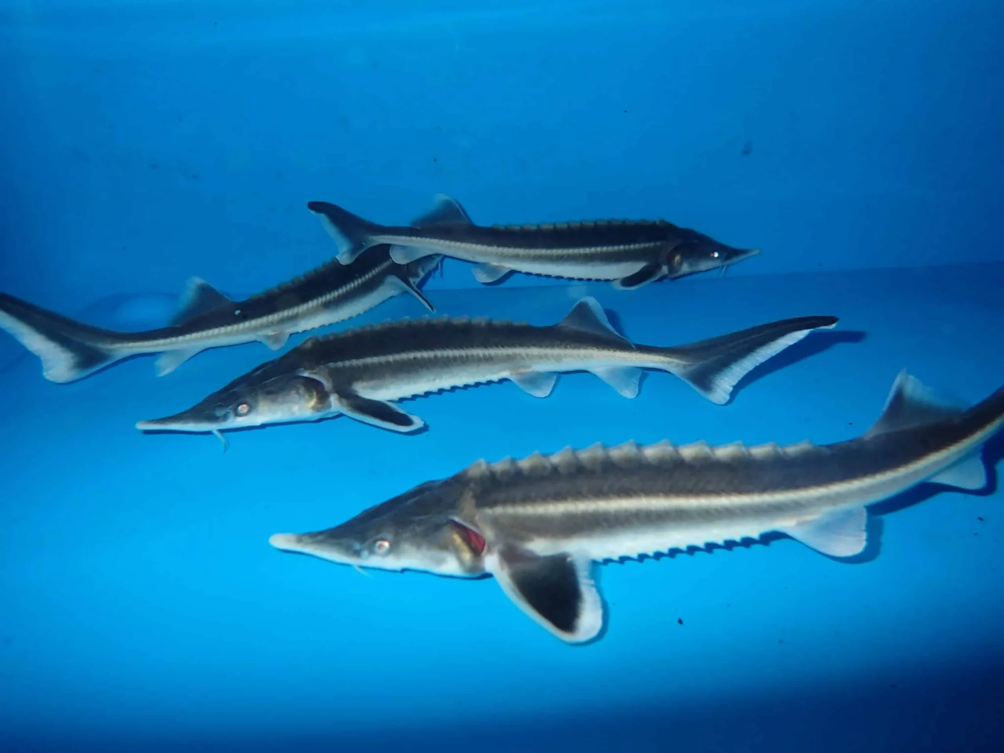 sterlet-image-2048x1536